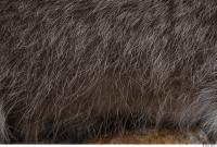 raccoon fur 0013